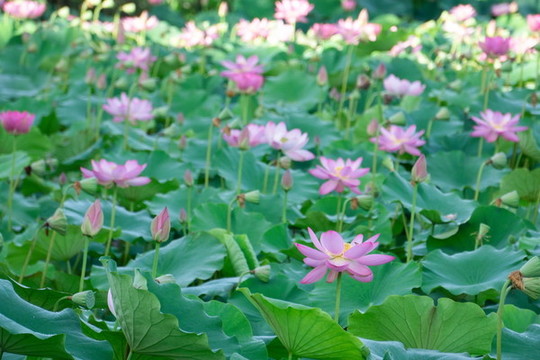 荷花素材图