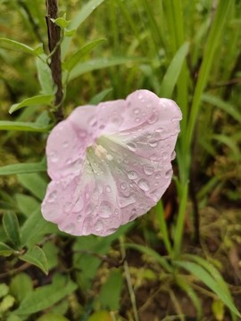 打碗花