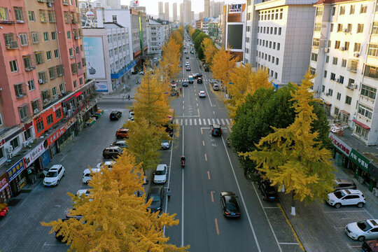 金黄的街道