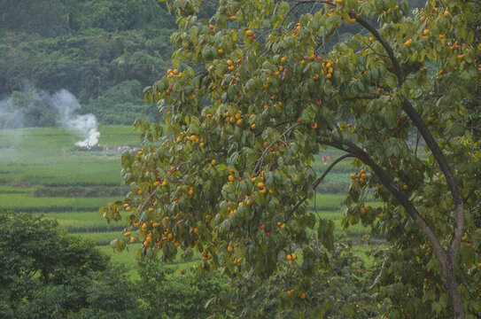 秋季柿子树