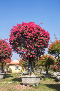 三角梅花盆栽景观