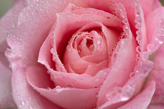 绽放的粉色玫瑰花