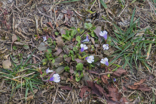 草地盛开的紫色小花