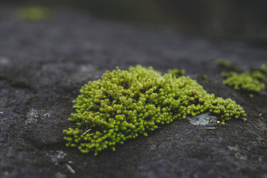 石头上的苔藓植物
