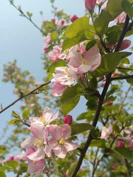 蓝天下盛开的苹果花