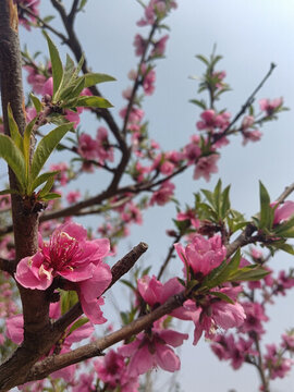 蓝天下盛开的粉色桃花