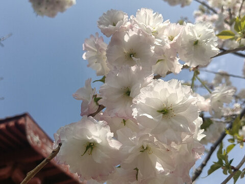 艳阳下的白色樱花自由绽放