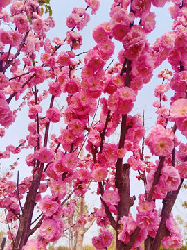 粉色唯美绽放中的榆叶梅樱花