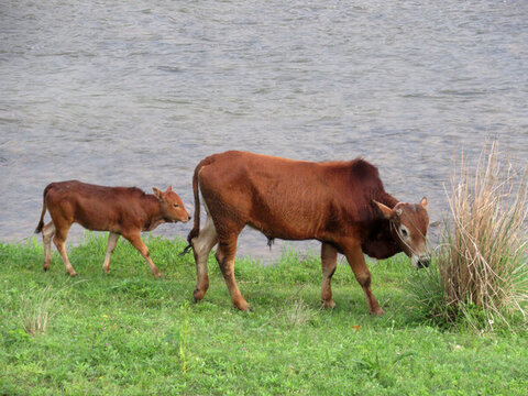 母牛和小牛