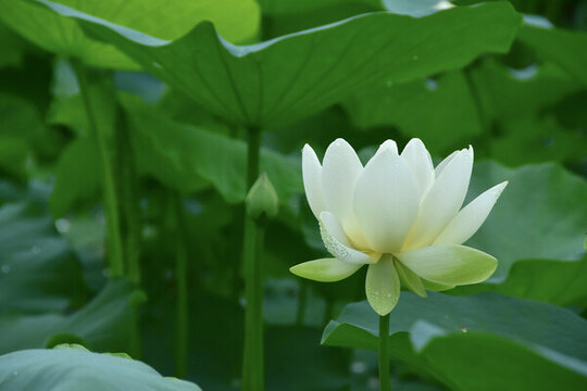 荷花莲花