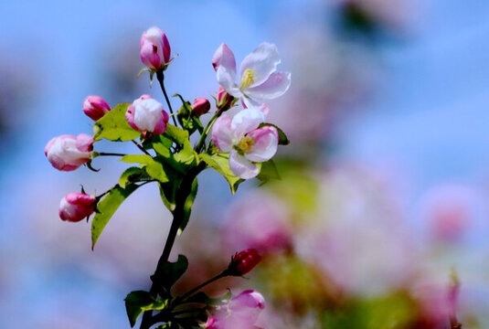 盛开的海棠花