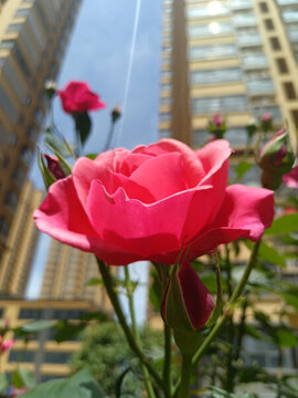 蓝天下盛开的粉色玫瑰