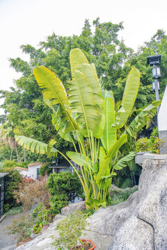 鼓浪屿日光岩旅人蕉热带植物
