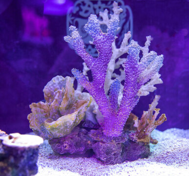 漂亮的海底珊瑚背景