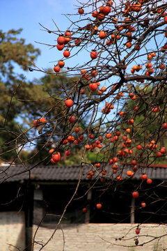 房前挂满枝头的柿子
