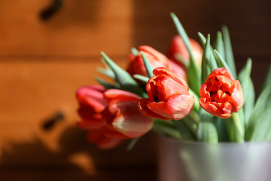 阳光照在红色郁金香花束
