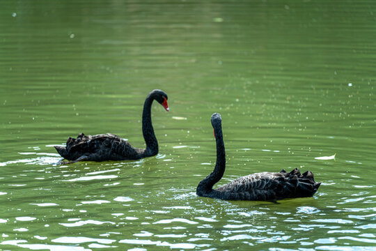 两只黑天鹅在湖中游泳
