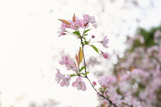 春天里开放的粉色海棠花