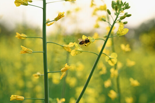 蜜蜂在油菜花花上授粉的特写镜头