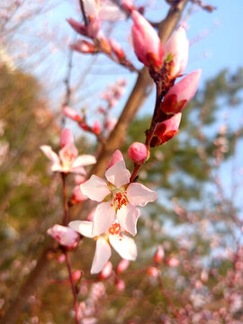 春季桃花盛开