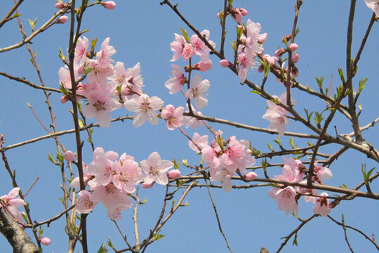 蓝天映衬下的粉嫩桃花