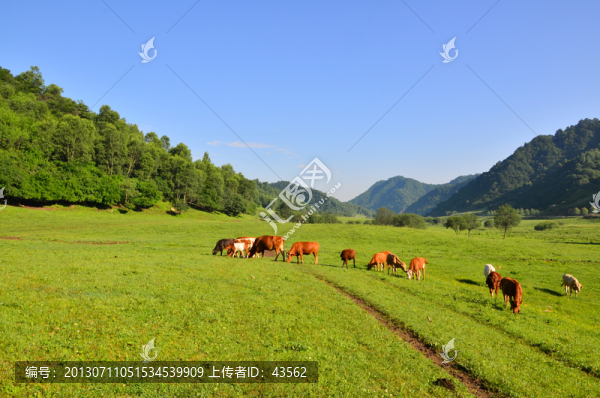 美丽的草原牧场