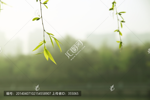 垂柳
