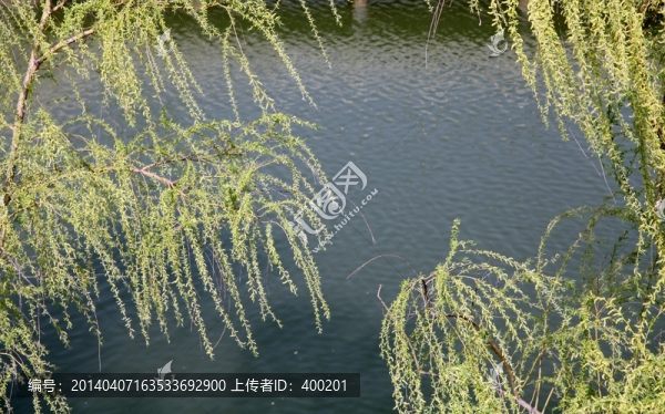 初春湖面上发芽的柳枝