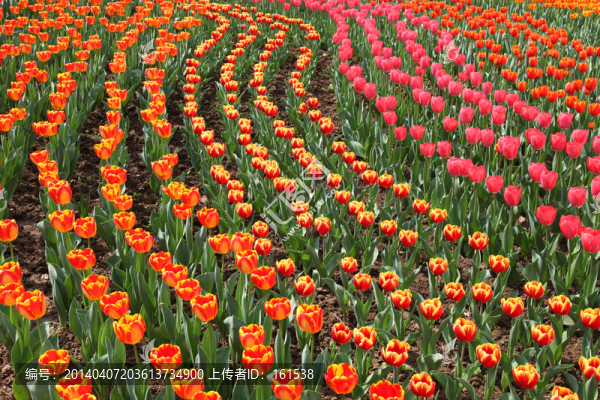 郁金香花海