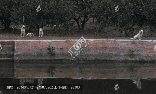 农村