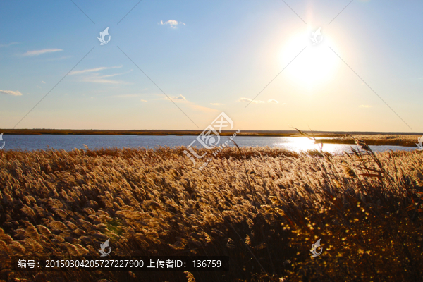芦苇,秋天风景