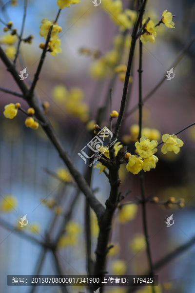 蜡梅金梅蜡花唐梅香梅花卉