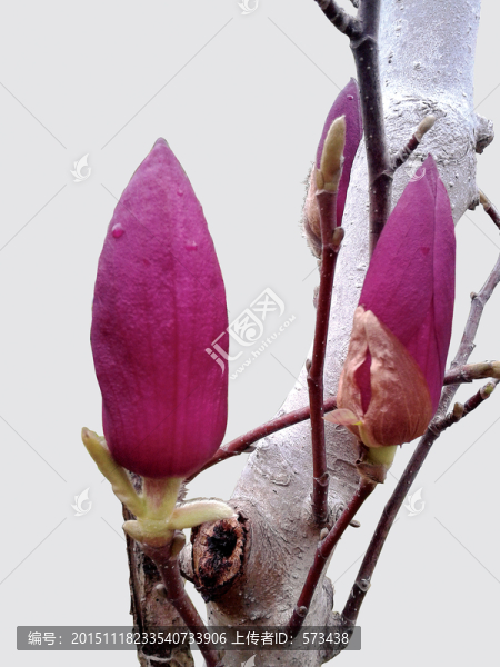 木兰花