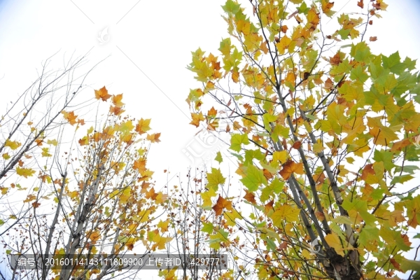 白桦树,,金黄树叶,秋天
