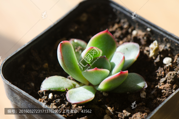 多肉植物,雨燕座
