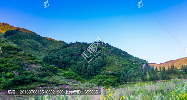 塞北林场