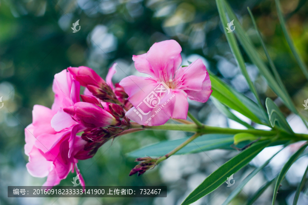 红夹竹桃