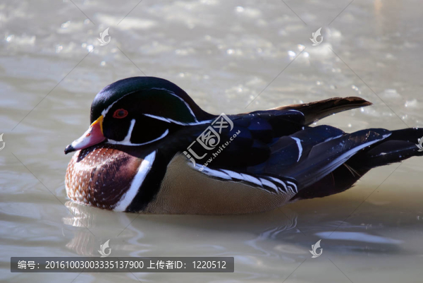 木鸭