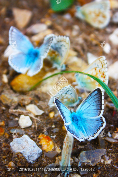 常见的蓝色蝴蝶