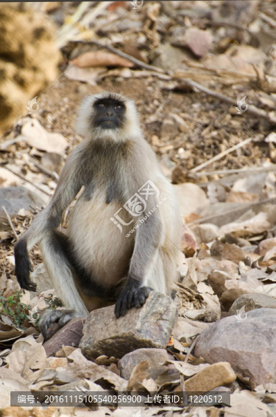 印度langhur猴子岩断裂