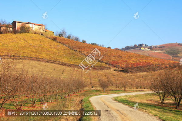 在秋天的Hills和Piedmont的葡萄园。意大利北部。