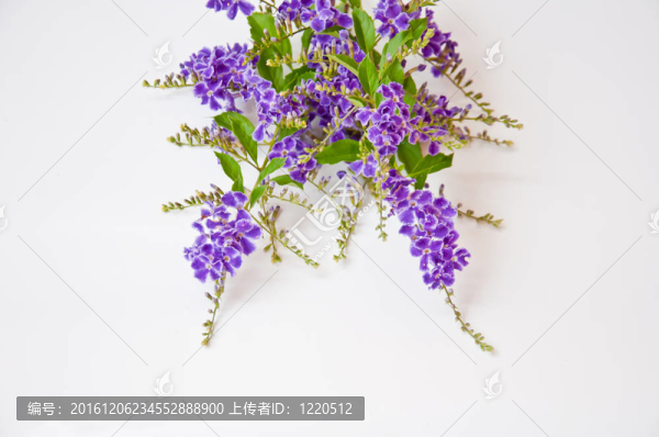 白色背景上的紫罗兰花