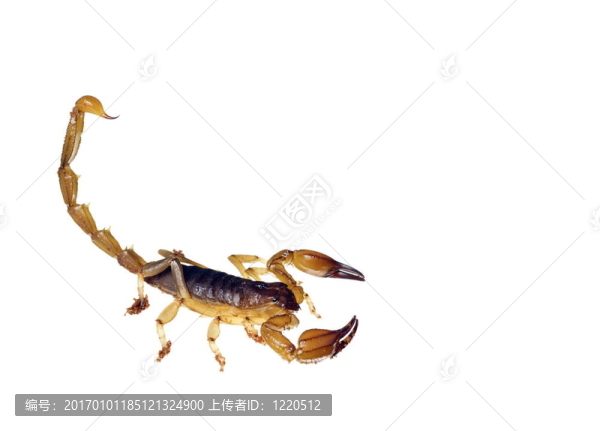 一个澳大利亚的蝎子urodacus,sp.