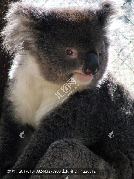 动物-,Koala