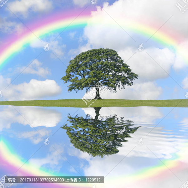 橡树和彩虹