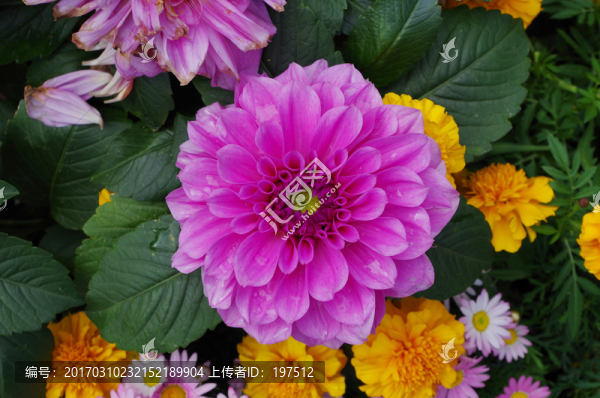 菊花