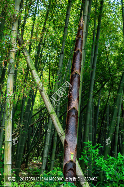 竹子,竹林,森林,竹子素材