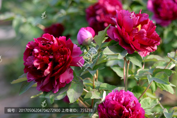 牡丹花