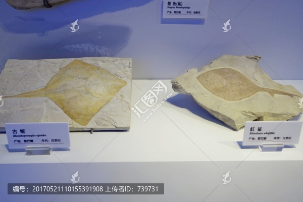 重庆自然博物馆