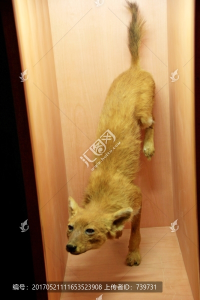 重庆自然博物馆